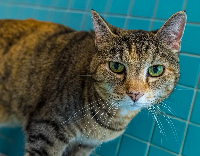 Picadilly  Kbc thumbnail 3