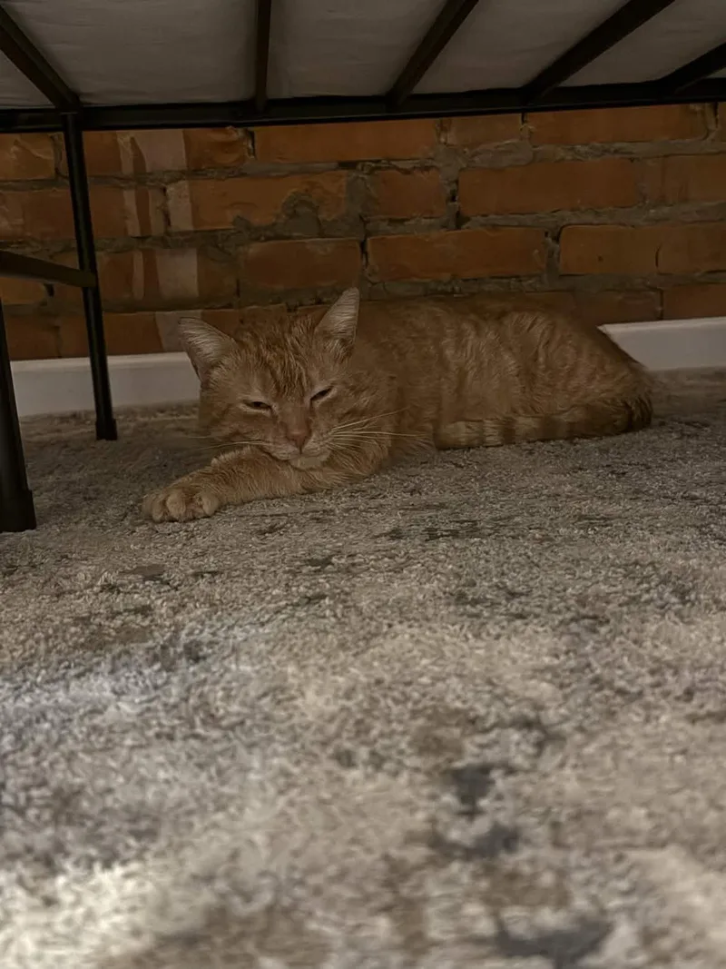 Gene Parmesan thumbnail 2