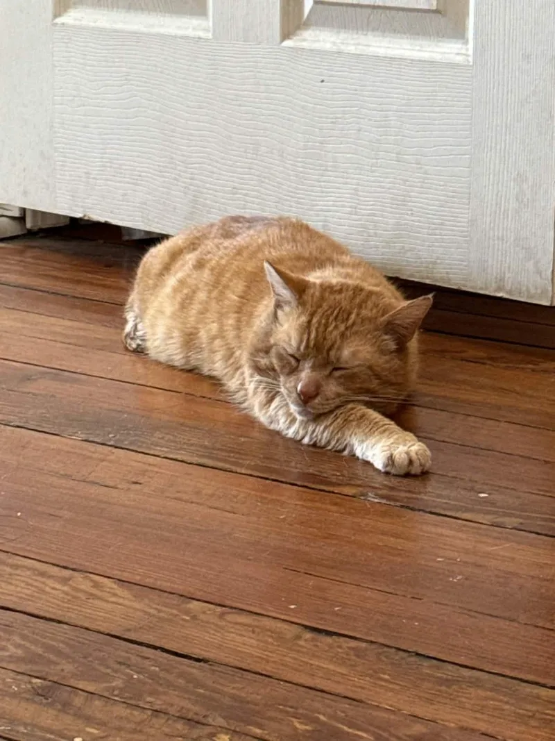 Gene Parmesan thumbnail 3