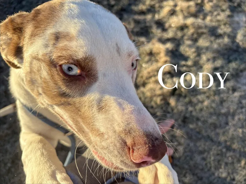 Cody