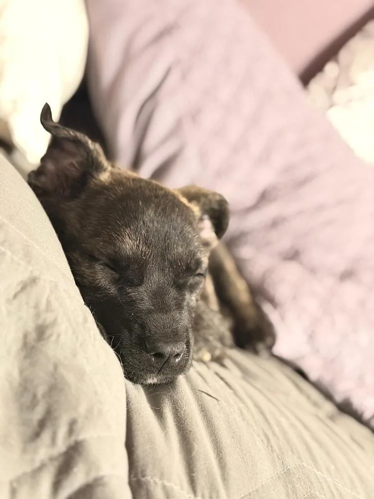 Arlo