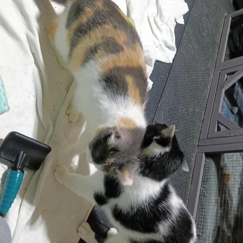 Cheyenne thumbnail 2