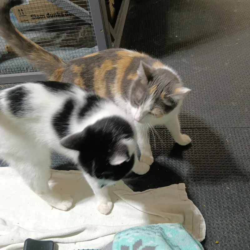 Cheyenne thumbnail 3