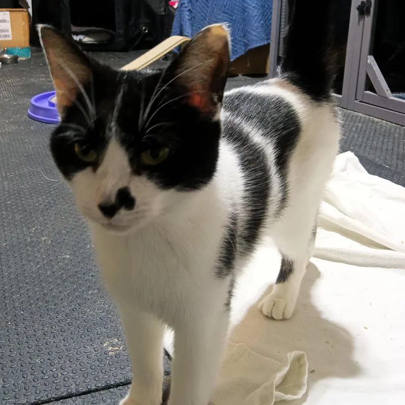 Cheyenne thumbnail 4