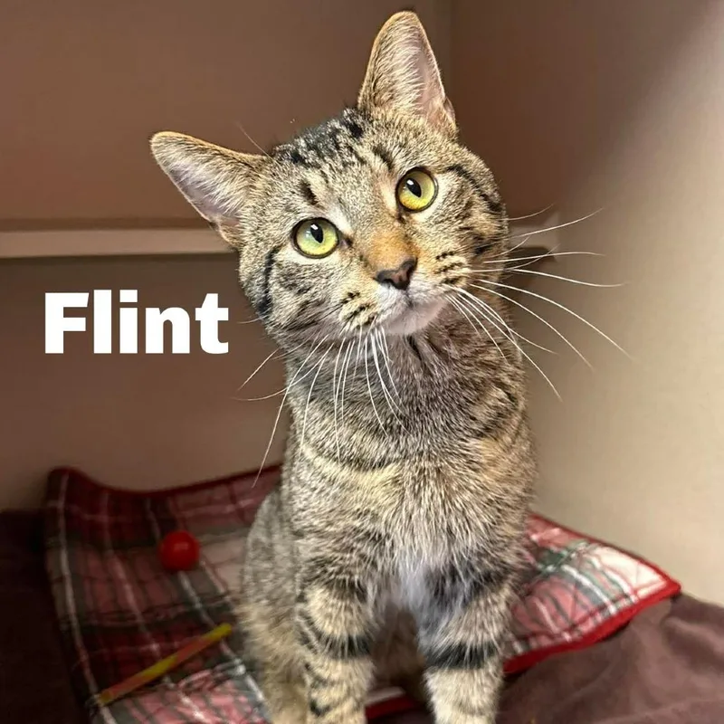 Flint
