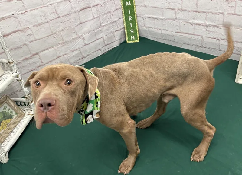 Sir Waggington thumbnail 2