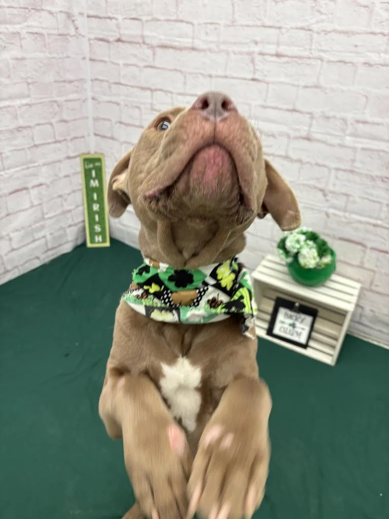 Sir Waggington thumbnail 3