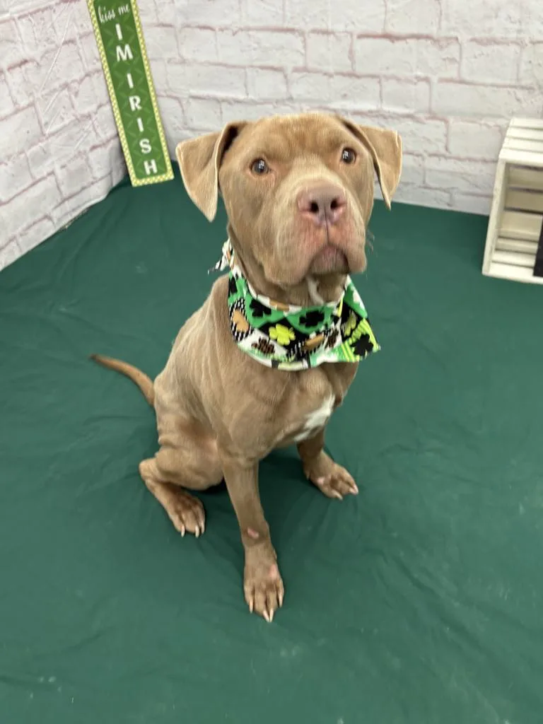 Sir Waggington thumbnail 4