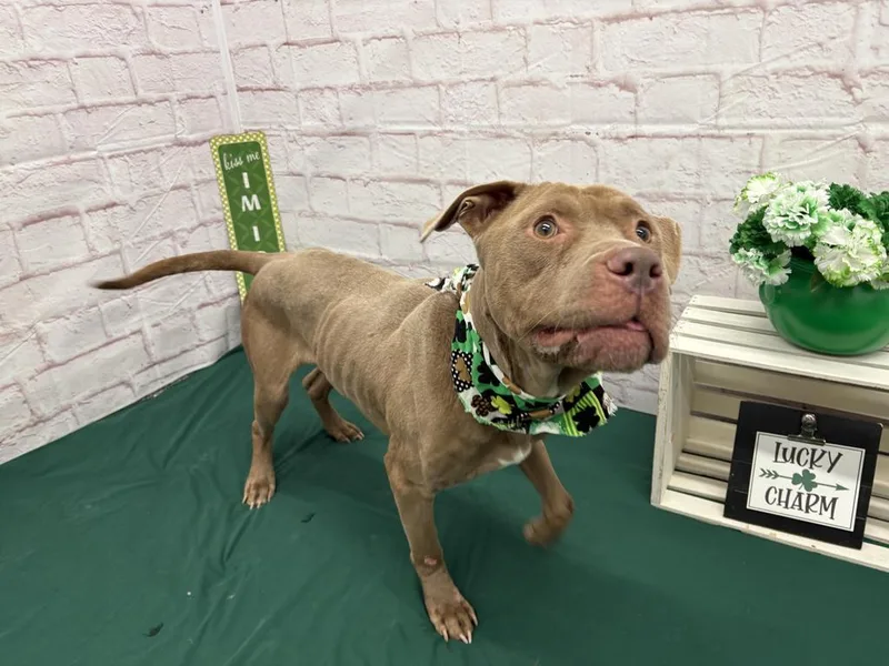 Sir Waggington thumbnail 5