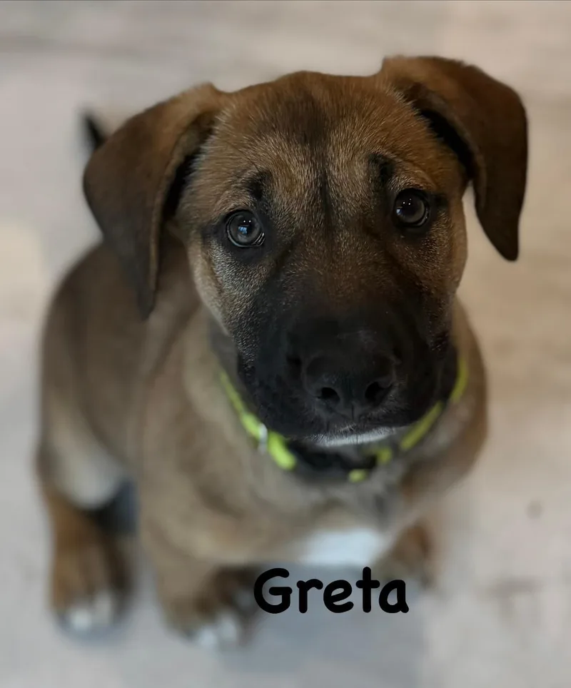 Greta