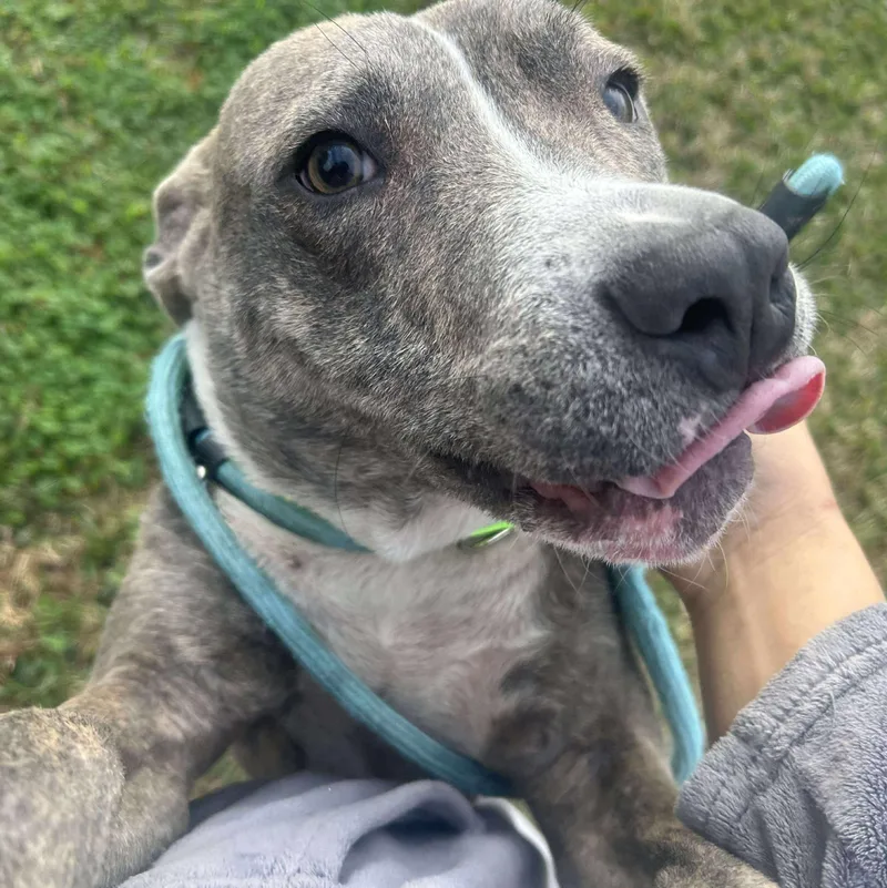 Nicholas thumbnail 2