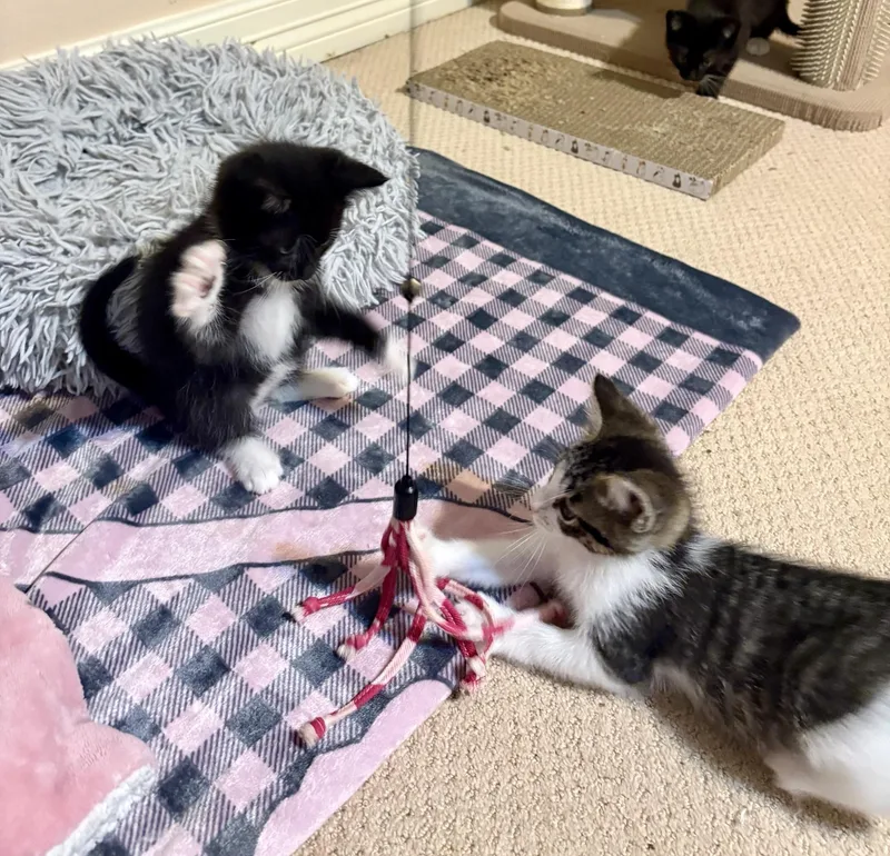 Primrose thumbnail 2