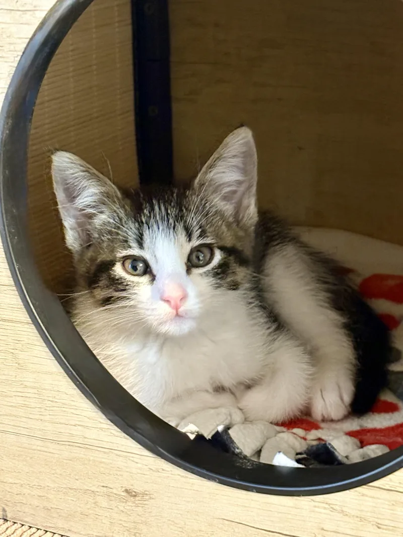 Primrose thumbnail 3