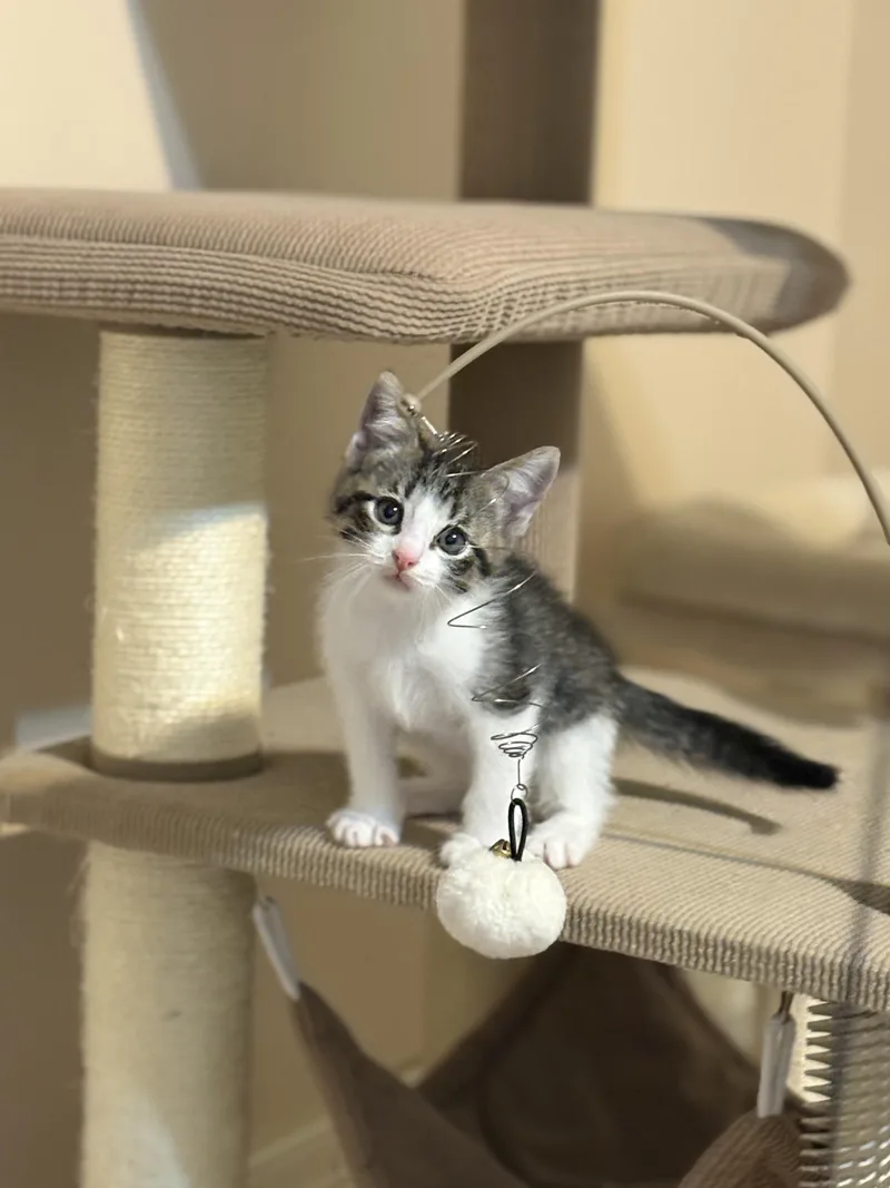 Primrose thumbnail 4