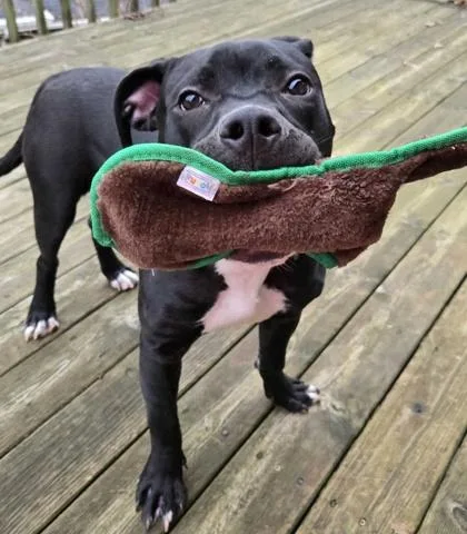 Valentino thumbnail 2