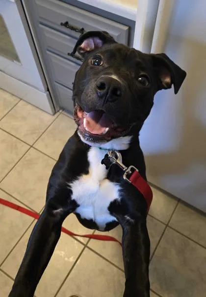 Valentino thumbnail 3