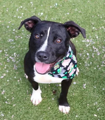 Brisa Athens thumbnail 3