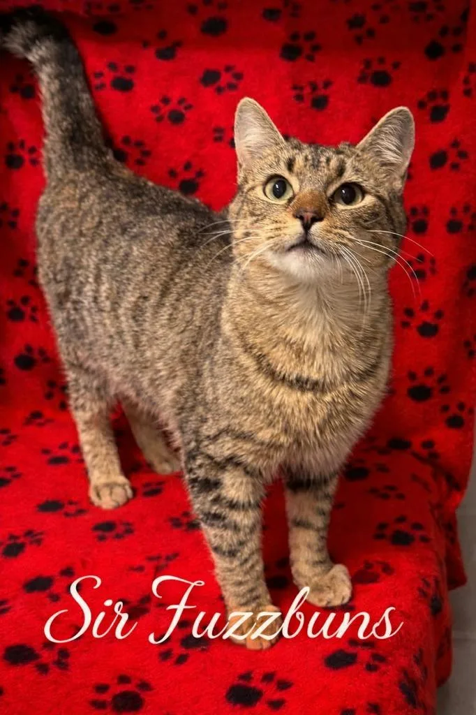 Lord Of The Dance thumbnail 2