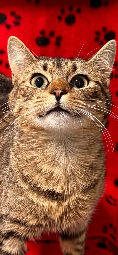 Lord Of The Dance thumbnail 3