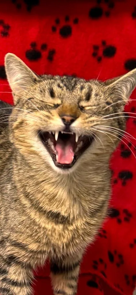 Lord Of The Dance thumbnail 4