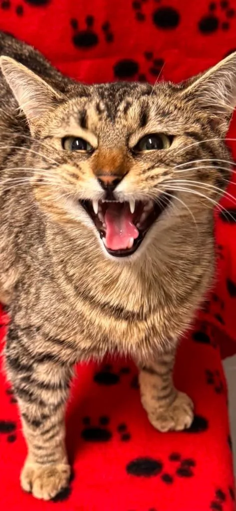 Lord Of The Dance thumbnail 5