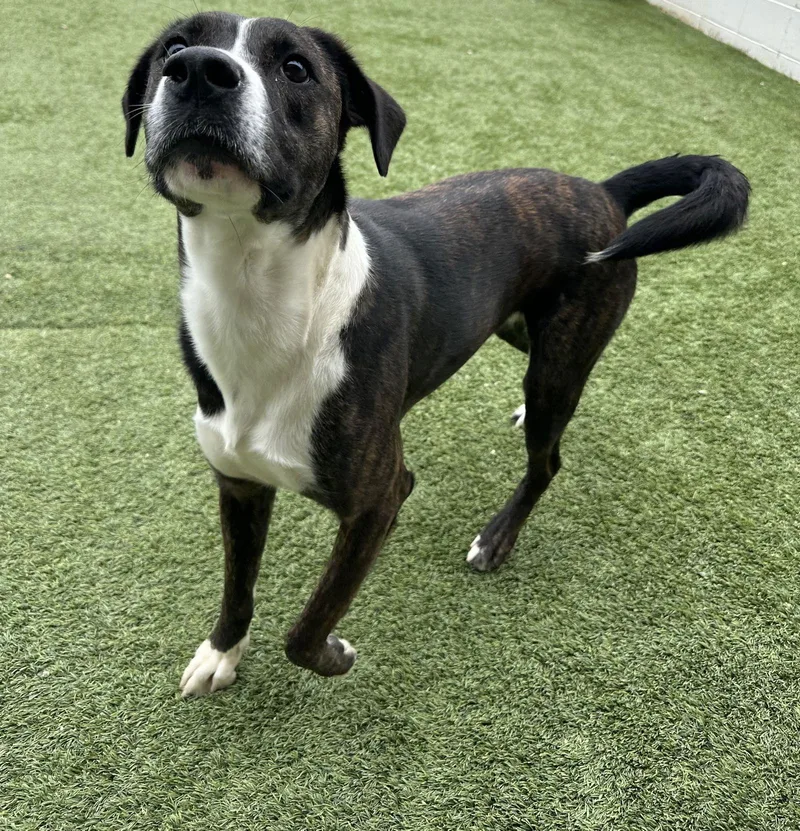 Lowery Dixon thumbnail 2