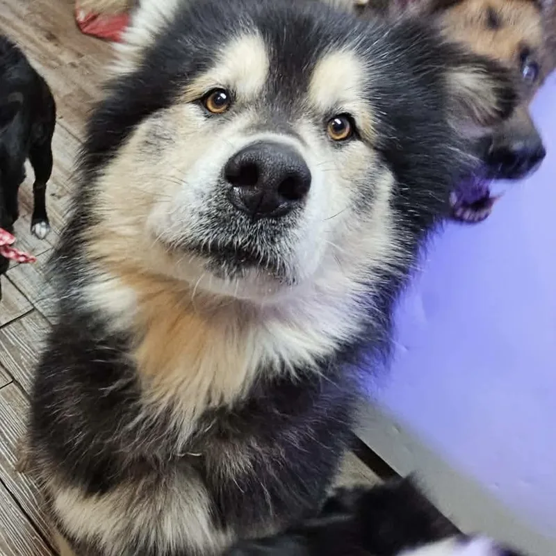 Koa Bear thumbnail 4