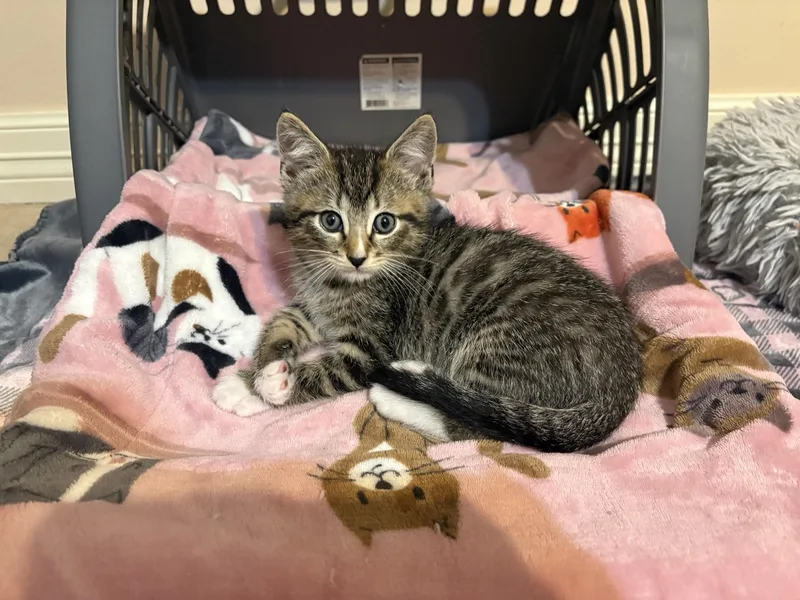 Larkspur thumbnail 2