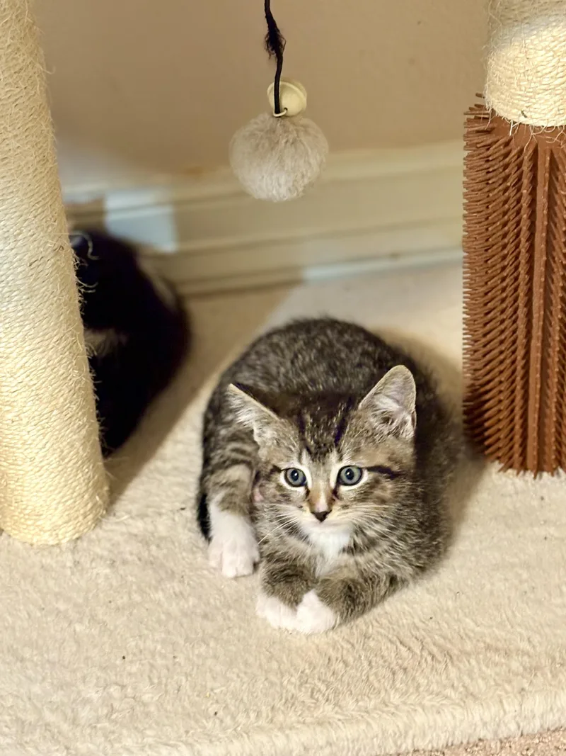 Larkspur thumbnail 3