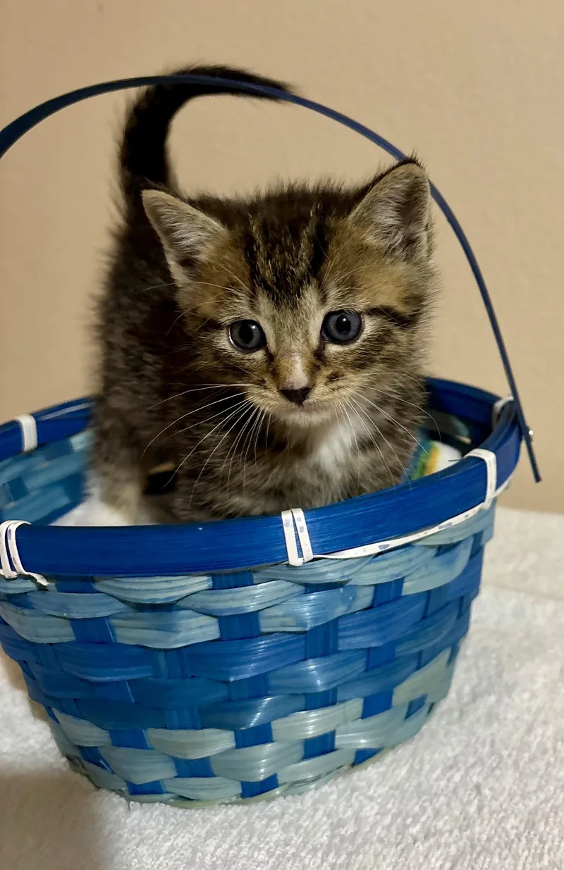 Larkspur thumbnail 4