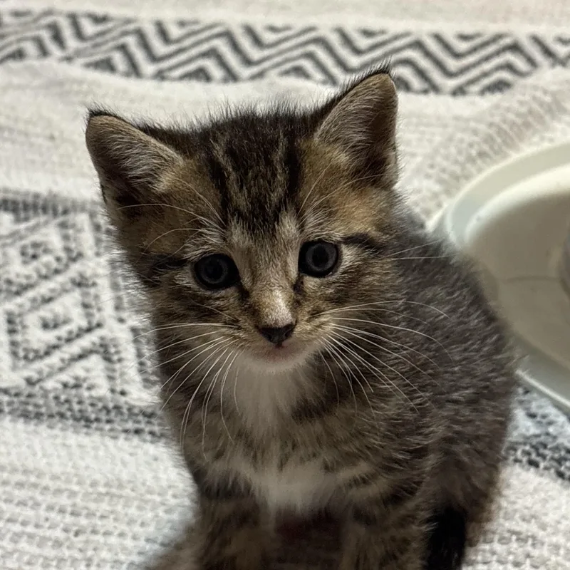 Larkspur thumbnail 5