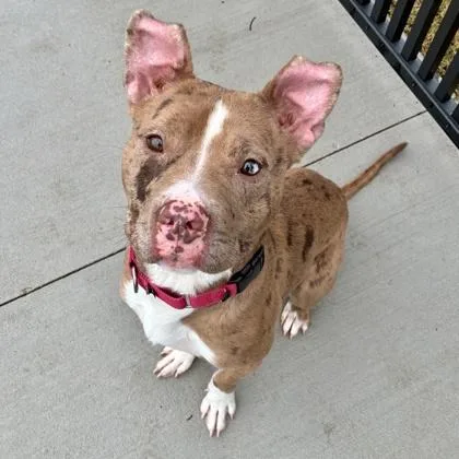 Good Sir thumbnail 2