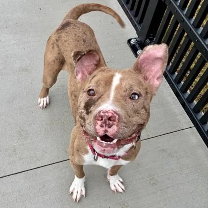 Good Sir thumbnail 3