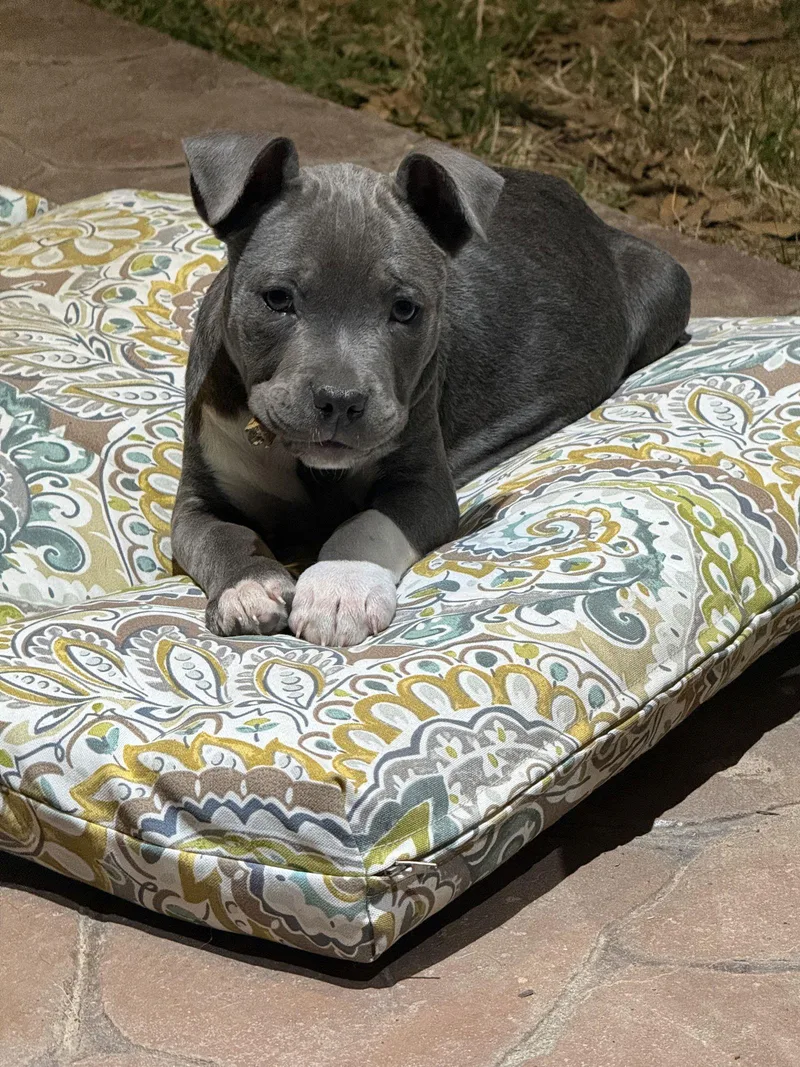 Silvie Lonestar thumbnail 2