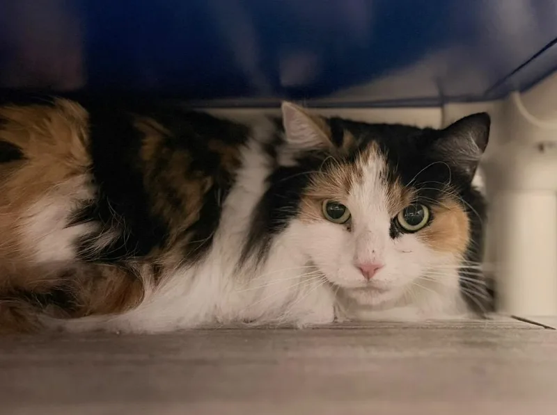 Squeegee thumbnail 2