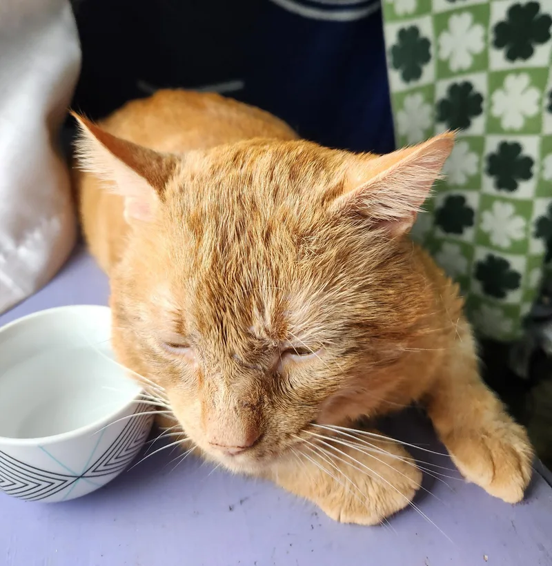 Scarface thumbnail 2