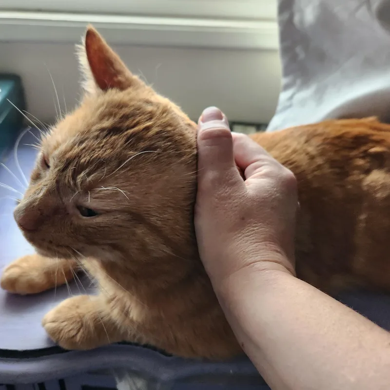 Scarface thumbnail 3