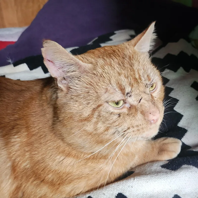 Scarface thumbnail 4