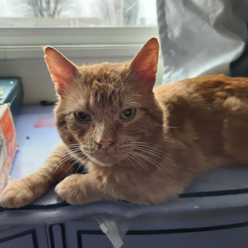 Scarface thumbnail 5