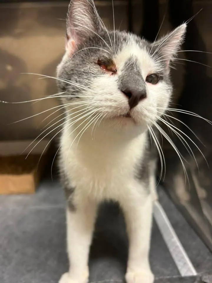 One Eye Jack thumbnail 2