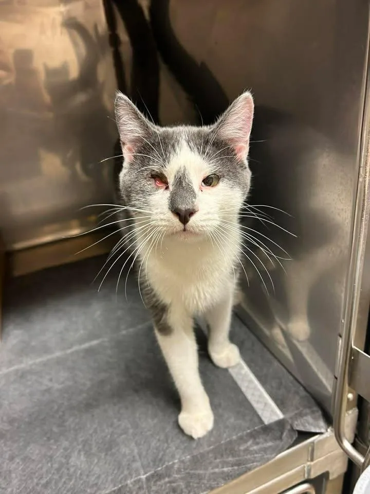 One Eye Jack thumbnail 3