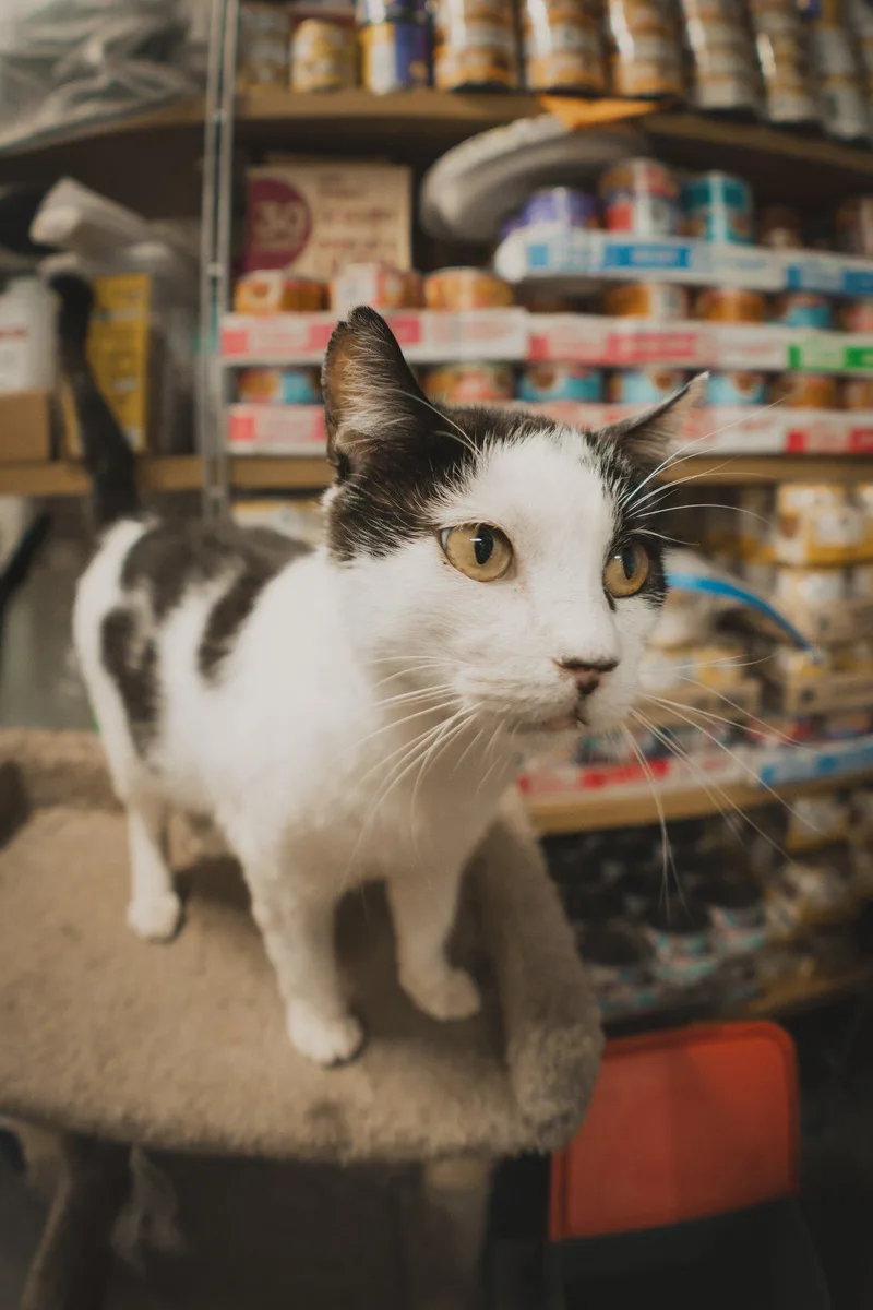 Sylvester thumbnail 2