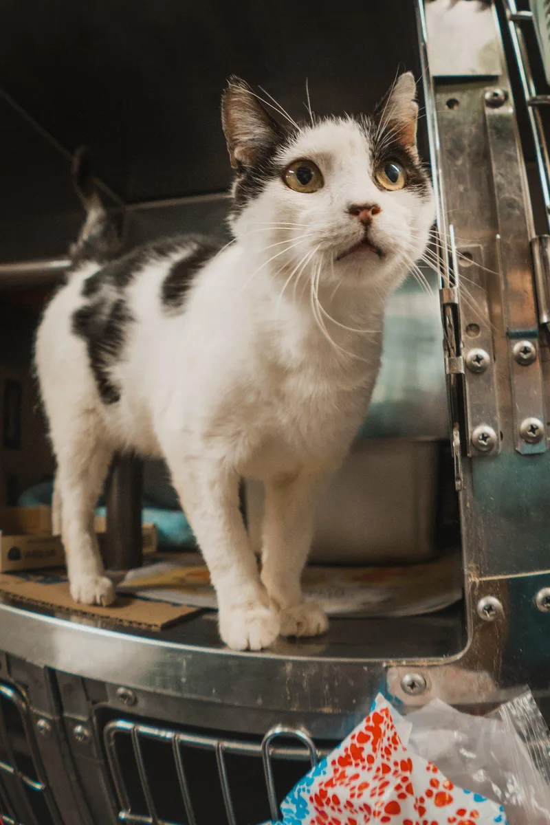 Sylvester thumbnail 3