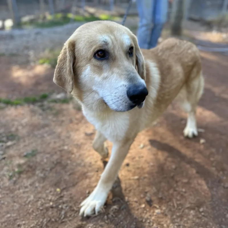 Gargantuan thumbnail 3