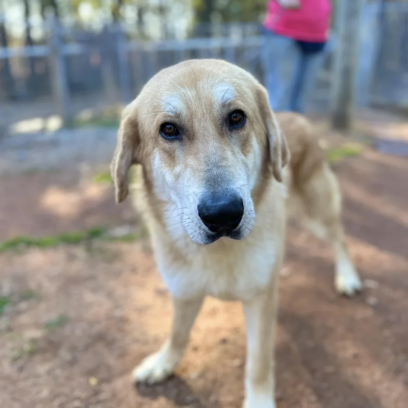 Gargantuan thumbnail 5