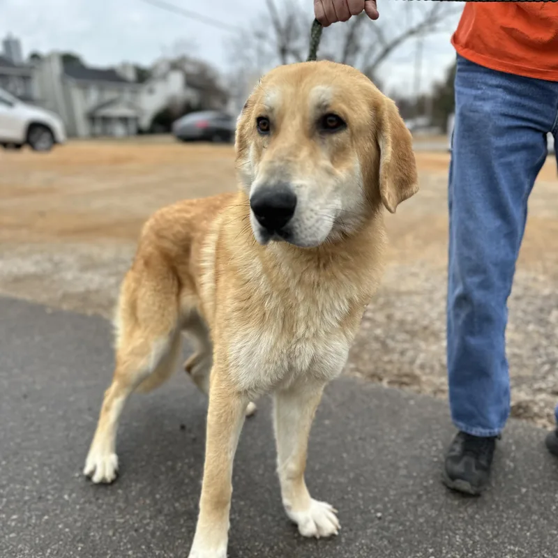 Gargantuan thumbnail 6