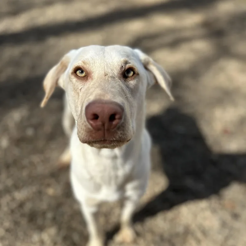 Letterman thumbnail 2