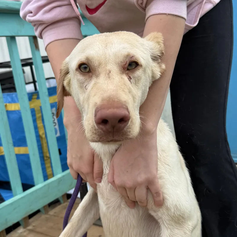 Letterman thumbnail 5