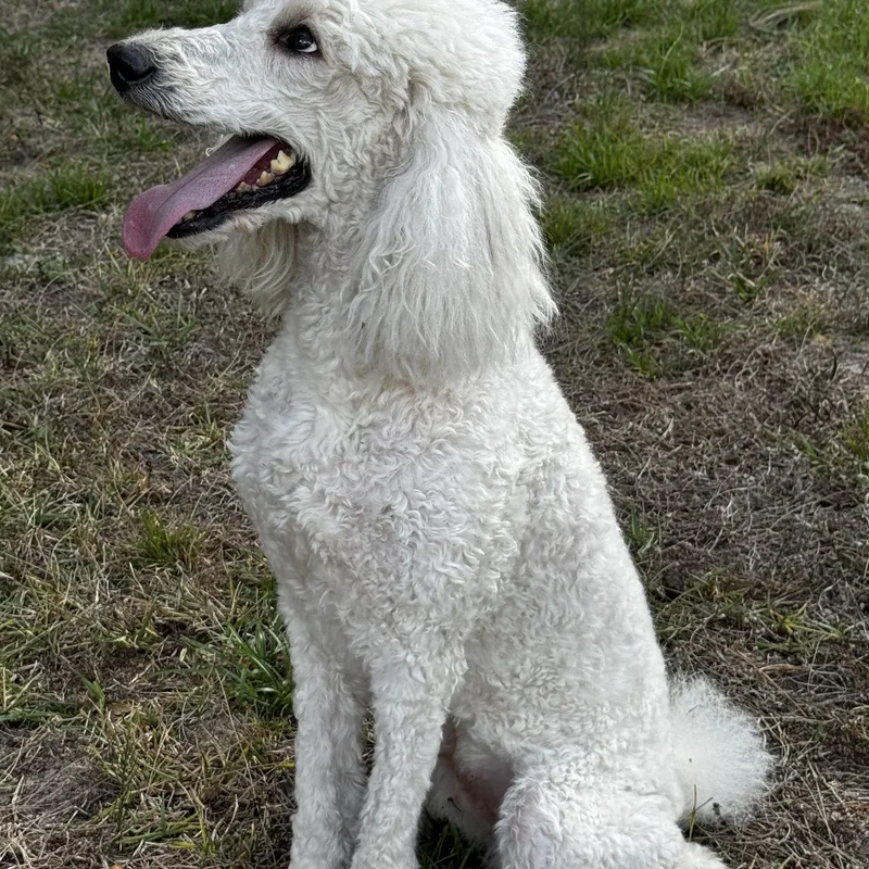 Precious Sissi!!! thumbnail 2