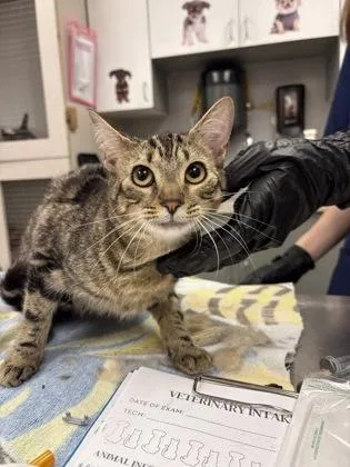 Mozzarella thumbnail 2